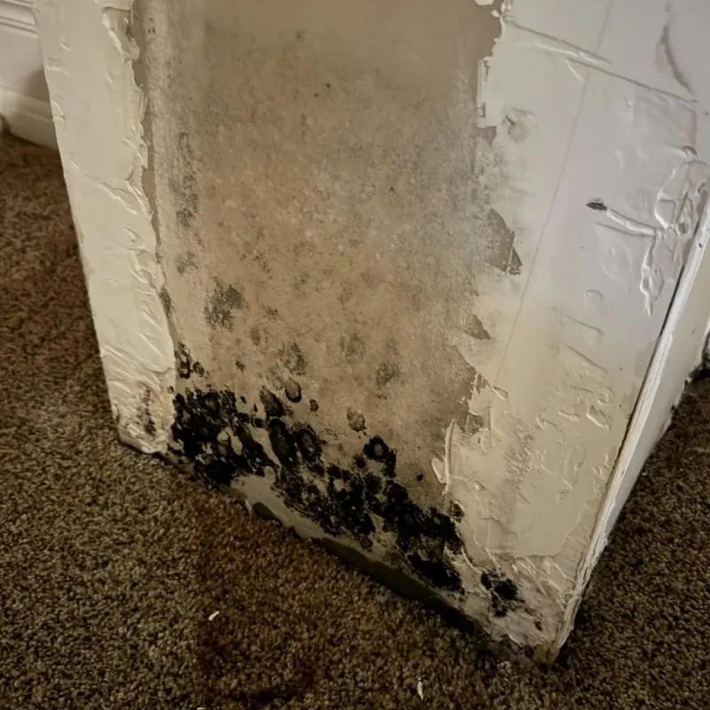 Professional Mold Removal in McEwen, TN